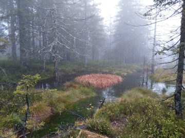 Moor im Hochschwarzwald